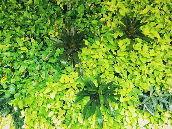 How can you create a small-space-friendly vertical herb garden on your kitchen wall?