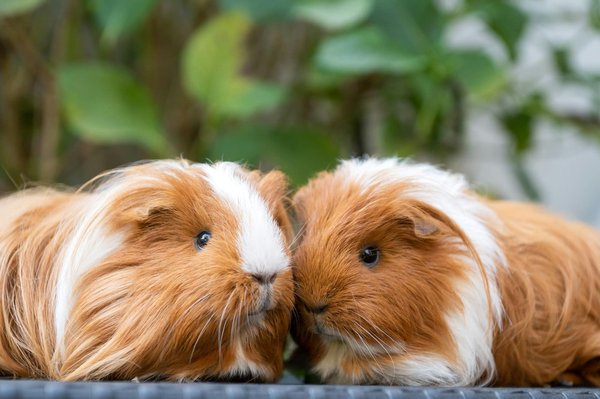 How Can You Set Up a Successful Bonding Session Between Two Guinea Pigs?