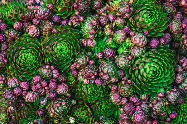 What Are the Best Low-Maintenance Ground Covers for a Shady Garden?